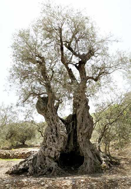 Olive Tree