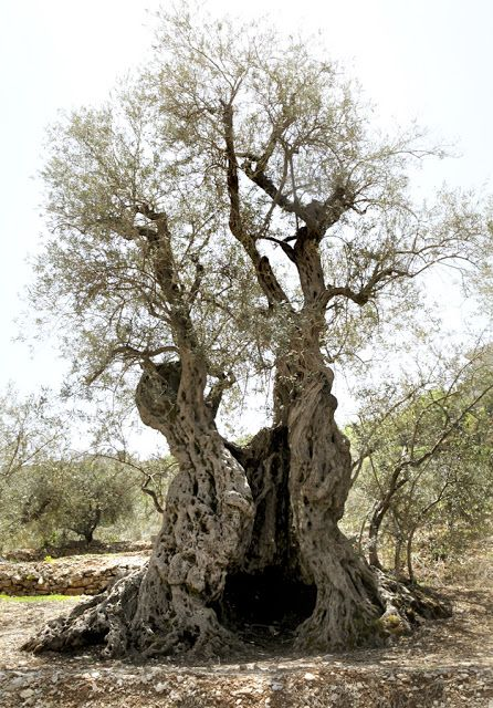 Olive Tree